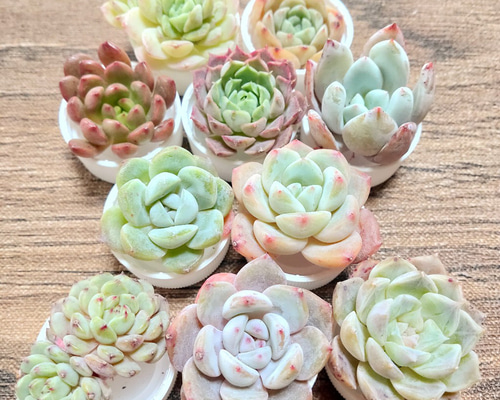 多肉植物 10苗セット 名前付き (カット苗)【エケベリア】 多肉植物