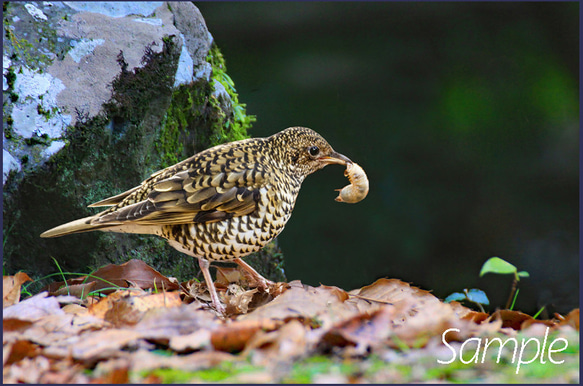 ◆トラツグミのお食事 1枚目の画像