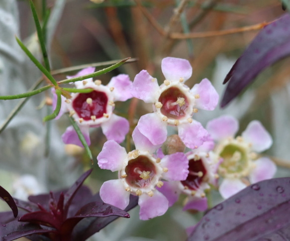 全てが花咲く多年草！春の花苗セット**＊* 2枚目の画像