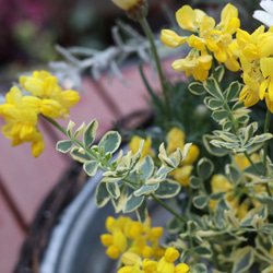 全てが花咲く多年草！春の花苗セット**＊* 6枚目の画像