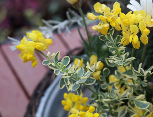 全てが花咲く多年草！春の花苗セット**＊* 6枚目の画像