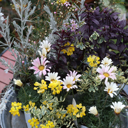 全てが花咲く多年草！春の花苗セット**＊* 1枚目の画像