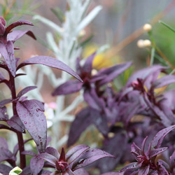 全てが花咲く多年草！春の花苗セット**＊* 3枚目の画像