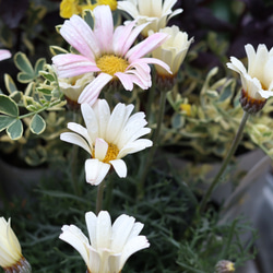 全てが花咲く多年草！春の花苗セット**＊* 5枚目の画像