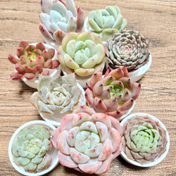 多肉植物 カット苗 ホワイトデュース 10個と葉挿しセット 多肉植物 カット苗 ホワイトデュース 10個と葉挿しセット 多肉植物