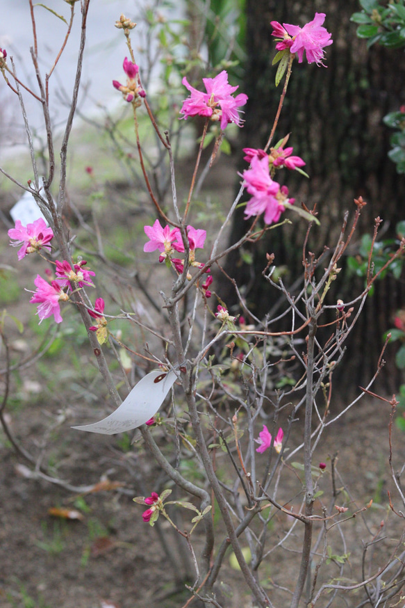 高さ約115cm！吉野ツツジの木 その他インテリア雑貨 トータルプランツ