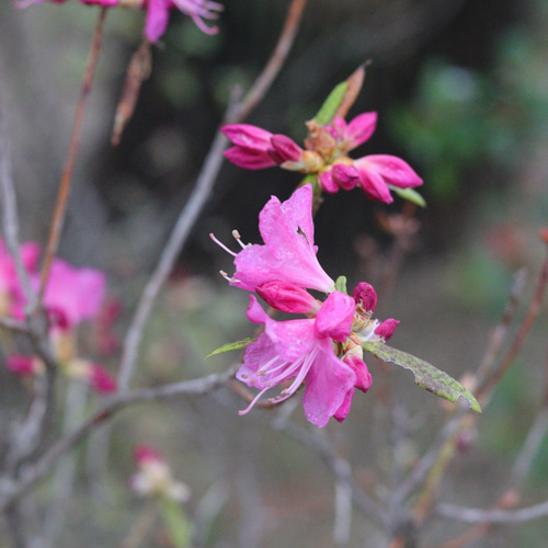 高さ約115cm！吉野ツツジの木 その他インテリア雑貨 トータルプランツ