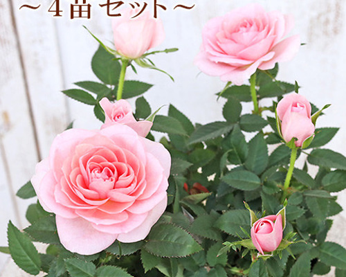ミニバラ 薔薇 苗 プリズム セット 香りの品種 芳香 複色 正規品