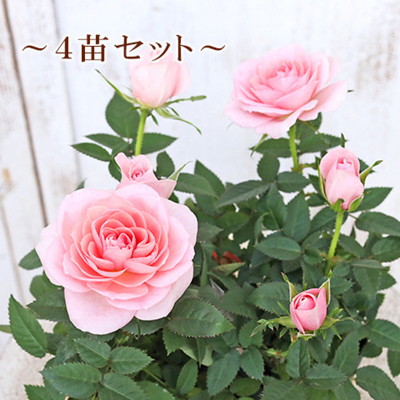 Amazon.co.jp: ミニ薔薇 4号ブリキ鉢投込 花色見計らいセット 1
