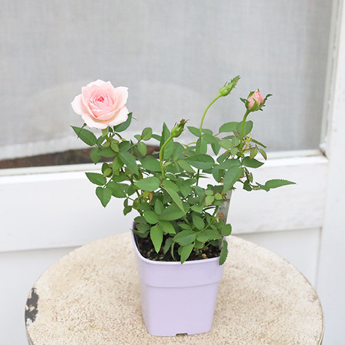mimi出品　若草色・ピンク花A かすみ草 マイピンク | SAKURA FES NIHONBASHI 2024