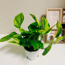 ［現品］【希少】1番　ポトス　エメラルド　観葉植物　レア　かわいい　珍しい　斑入り　綺麗　プラスチック鉢 6枚目の画像