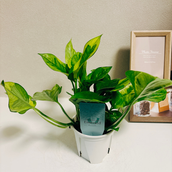 ［現品］【希少】1番　ポトス　エメラルド　観葉植物　レア　かわいい　珍しい　斑入り　綺麗　プラスチック鉢 2枚目の画像