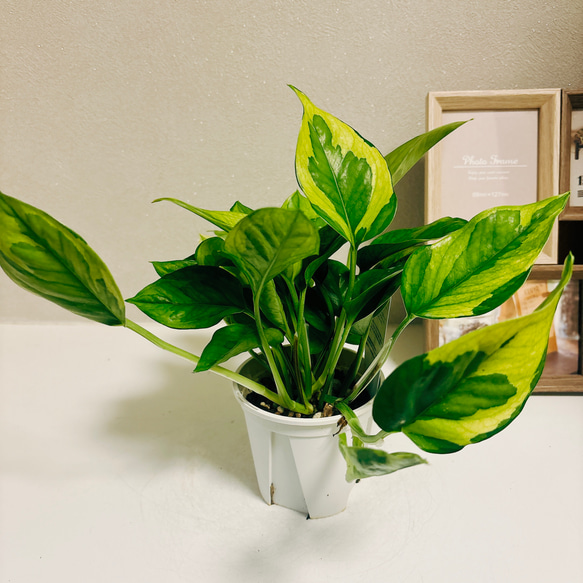 ［現品］【希少】1番　ポトス　エメラルド　観葉植物　レア　かわいい　珍しい　斑入り　綺麗　プラスチック鉢 7枚目の画像