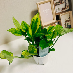 ［現品］【希少】1番　ポトス　エメラルド　観葉植物　レア　かわいい　珍しい　斑入り　綺麗　プラスチック鉢 3枚目の画像