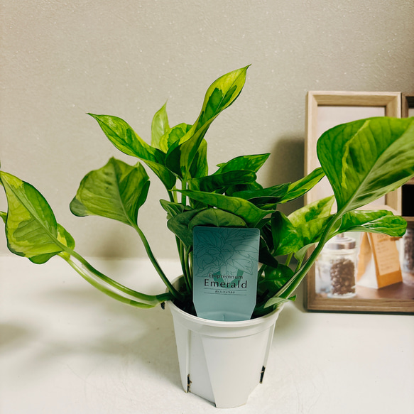 ［現品］【希少】1番　ポトス　エメラルド　観葉植物　レア　かわいい　珍しい　斑入り　綺麗　プラスチック鉢 8枚目の画像