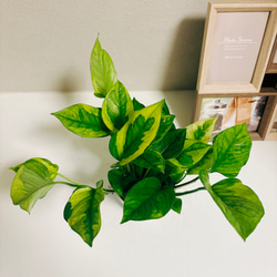 ［現品］【希少】1番　ポトス　エメラルド　観葉植物　レア　かわいい　珍しい　斑入り　綺麗　プラスチック鉢 5枚目の画像