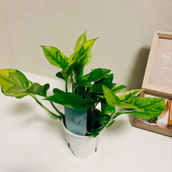 ［現品］【希少】1番　ポトス　エメラルド　観葉植物　レア　かわいい　珍しい　斑入り　綺麗　プラスチック鉢 4枚目の画像