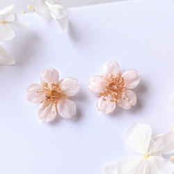 【受注制作】Everpink. 本物のお花　厳選花で仕上げる桜のピアス　ミニサイズ　特小 8枚目の画像