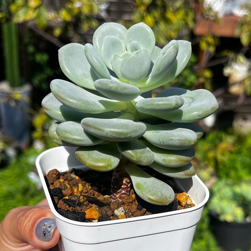 Ice green (韓国苗)