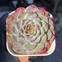 SOLD シャインブライト 厳選韓国苗 名前付き 多肉植物 〜Green〜多肉畑