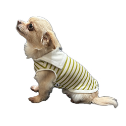 犬服　マリンボーダー　オリーブ 1枚目の画像