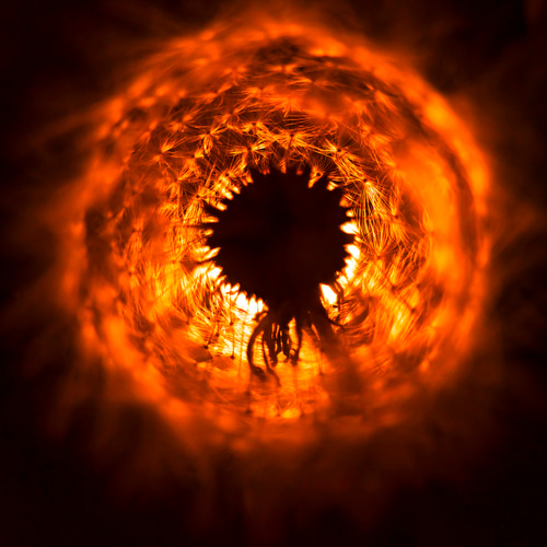 A3サイズ】DANDELION FLUFF LIKE THE SUN（太陽のようなタンポポ