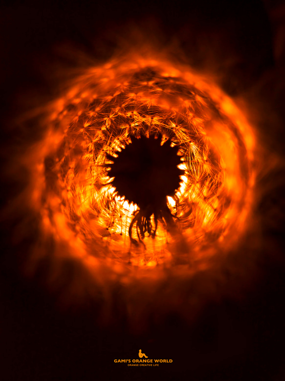 【A3サイズ】DANDELION FLUFF LIKE THE SUN（太陽のようなタンポポの綿毛） 1枚目の画像