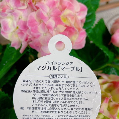 ラスト！ピンク系♡【あじさい】色の変化も楽しめる！人気のマジカル