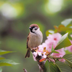 ToriTori大阪泉州製4重ガーゼハンカチ　スズメ　サイズ34ｃｍ角　綿100％　大阪泉州製 3枚目の画像