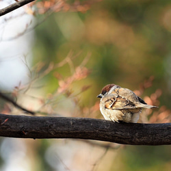 ToriTori大阪泉州製4重ガーゼハンカチ　スズメ　サイズ34ｃｍ角　綿100％　大阪泉州製 4枚目の画像