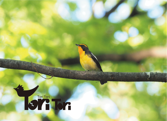 ToriTori大阪泉州製４重ガーゼハンカチ　キビタキ　サイズ34ｃｍ角　綿100％　大阪泉州製 4枚目の画像