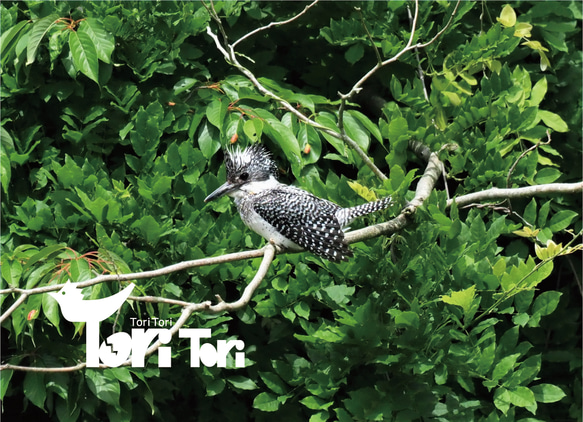 ToriTori大阪泉州製４重ガーゼハンカチ　ヤマセミ　サイズ34ｃｍ角　綿100％　大阪泉州製 3枚目の画像