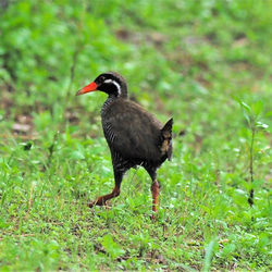 ToriTori大阪泉州製4重ガーゼハンカチ　ヤンバルクイナ　サイズ34ｃｍ角　綿100％　大阪泉州製 3枚目の画像