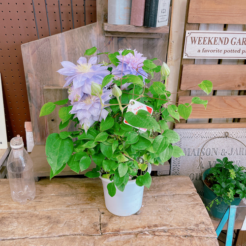 現品ラスト！入荷しました！八重咲きクレマチス♡【毎年楽しめる素敵