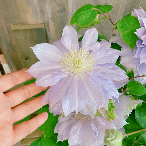 現品ラスト！入荷しました！八重咲きクレマチス♡【毎年楽しめる