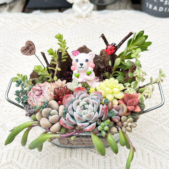 多肉寄せ植え✿くまちゃん✿そのまま飾れます 送料無料】可愛い♡春を楽しむくまさん♪多肉植物寄せ植え