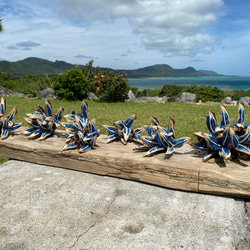 5-6房 タビビトノキ 旅人の木 コバルトブルーレア植物 ドライフラワー