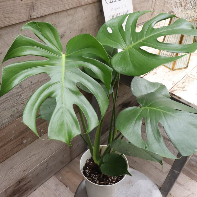 ① 実生　観葉植物 モンステラ