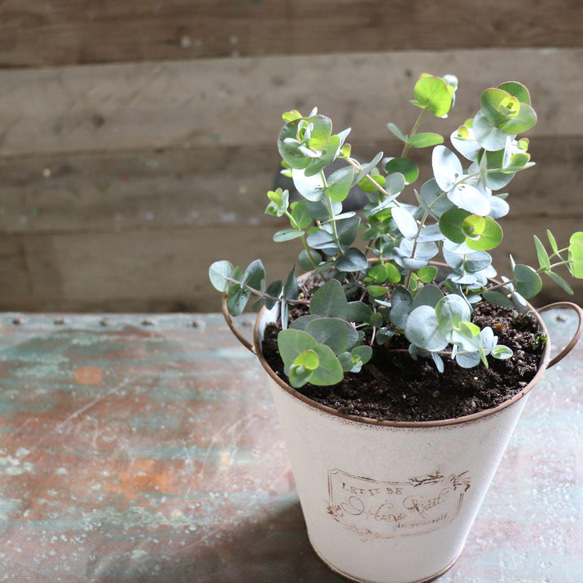 ○ポットごと♡大苗♡グニー♡8号サイズ♡ユーカリ♡可愛い