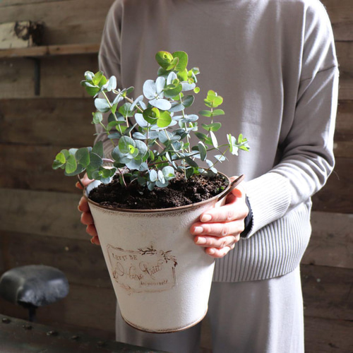 ブリキ鉢ごと♡グニーの寄せ植え♡ユーカリ♡ガーデニング 多肉植物