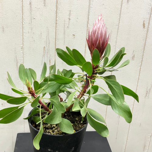 キングプロテア リトルプリンス その他インテリア雑貨 PLANTS