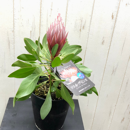 キングプロテア リトルプリンス その他インテリア雑貨 PLANTS