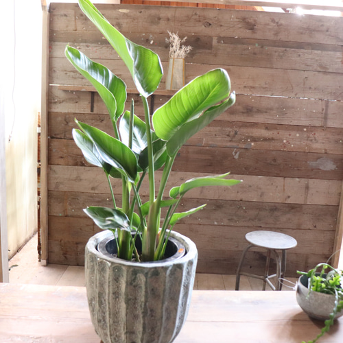 オーガスタ♡大きな観葉植物♡ストレチア♡極楽鳥花 アート