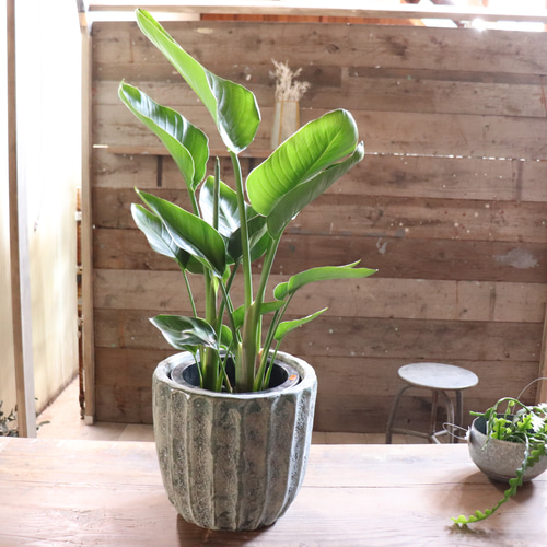 オーガスタ♡大きな観葉植物♡ストレチア♡極楽鳥花 アートフラワー