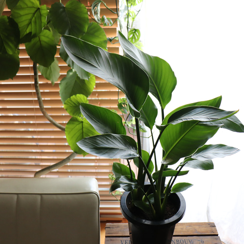 ストレリチアオーガスタ　観葉植物 超大型 ストレリチア・オーガスタ【大型 観葉植物 8号鉢／Lサイズ1個