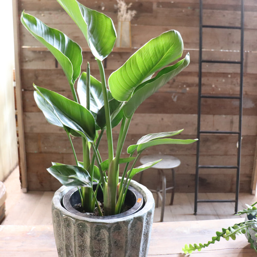 オーガスタ♡大きな観葉植物♡ストレチア♡極楽鳥花 アートフラワー