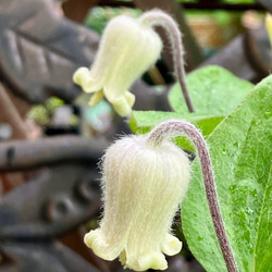 壺型クレマチス30粒 多肉植物 植花夢 通販 14914643｜Creema(クリーマ)