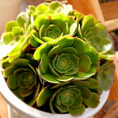 アエオニウム黒天使法師錦 超美苗 ブーケ 花束 群生 韓国苗 1株