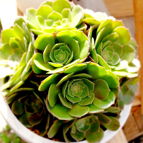 多肉植物 硬い アエオニウム 黒天使 抜き苗