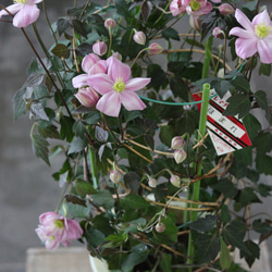 【花終わりSALE】モンタナ系❤︎銅葉にピンク花❤︎クレマチス【誉】 1枚目の画像